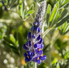 Cargar imagen en el visor de la galería, Aro Konti