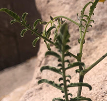 Cargar imagen en el visor de la galería, Anillo Solanum